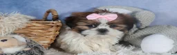 Shih Tzu dogs for sale: COOKIE - Ad 19