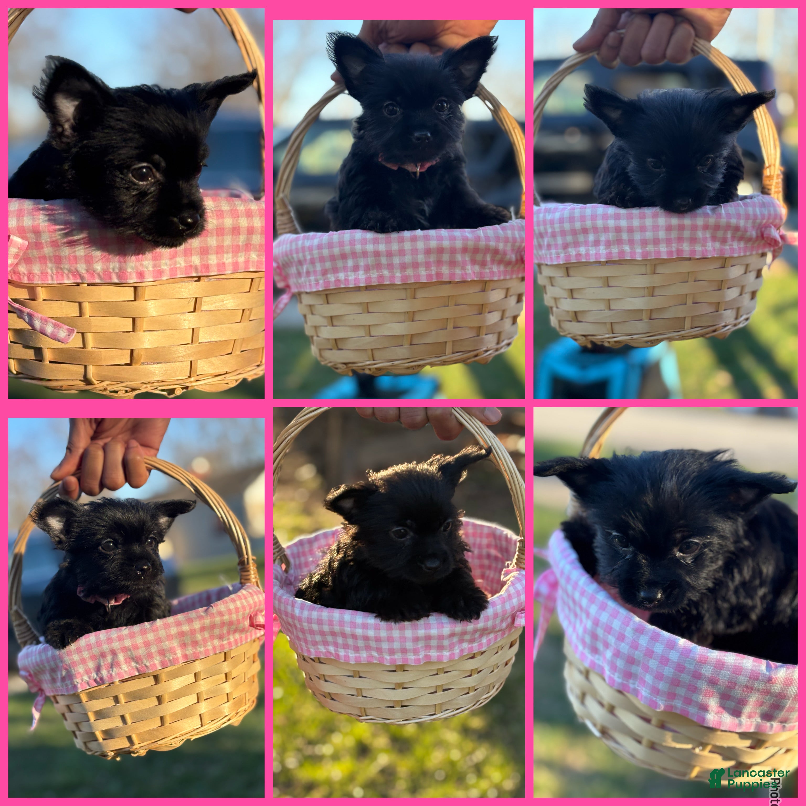 Yorkshire Terrier dogs Princess Diana - Ad 31