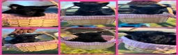 Yorkshire Terrier dogs for sale: Princess Diana - Ad 1