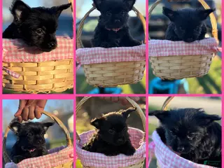 Yorkshire Terrier dogs Princess Diana - Ad 16