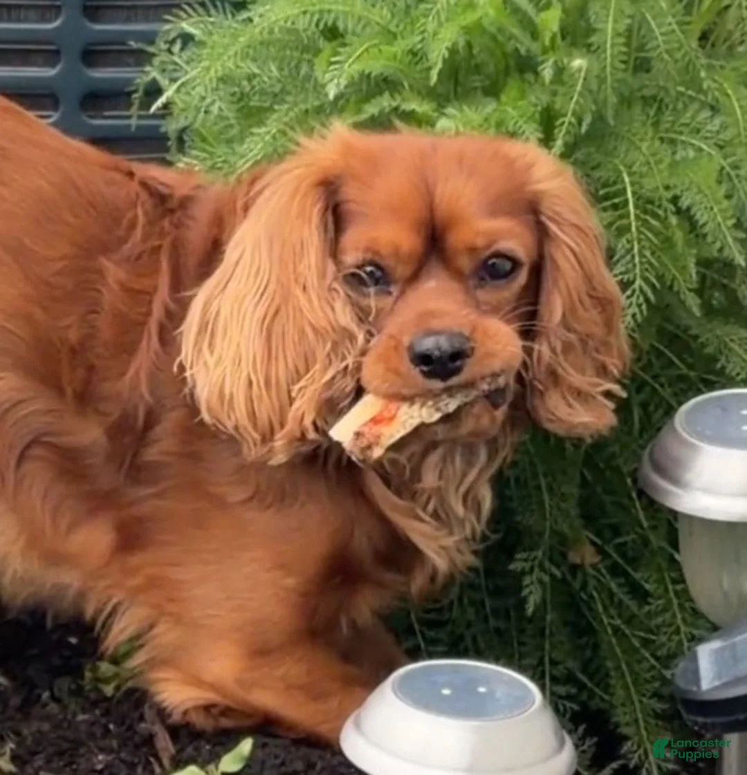 Cavalier King Charles Spaniel dogs for stud: Teddy The Stud  - Ad 11