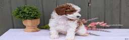 Miniature Poodle dogs for sale: Andor - Ad 3