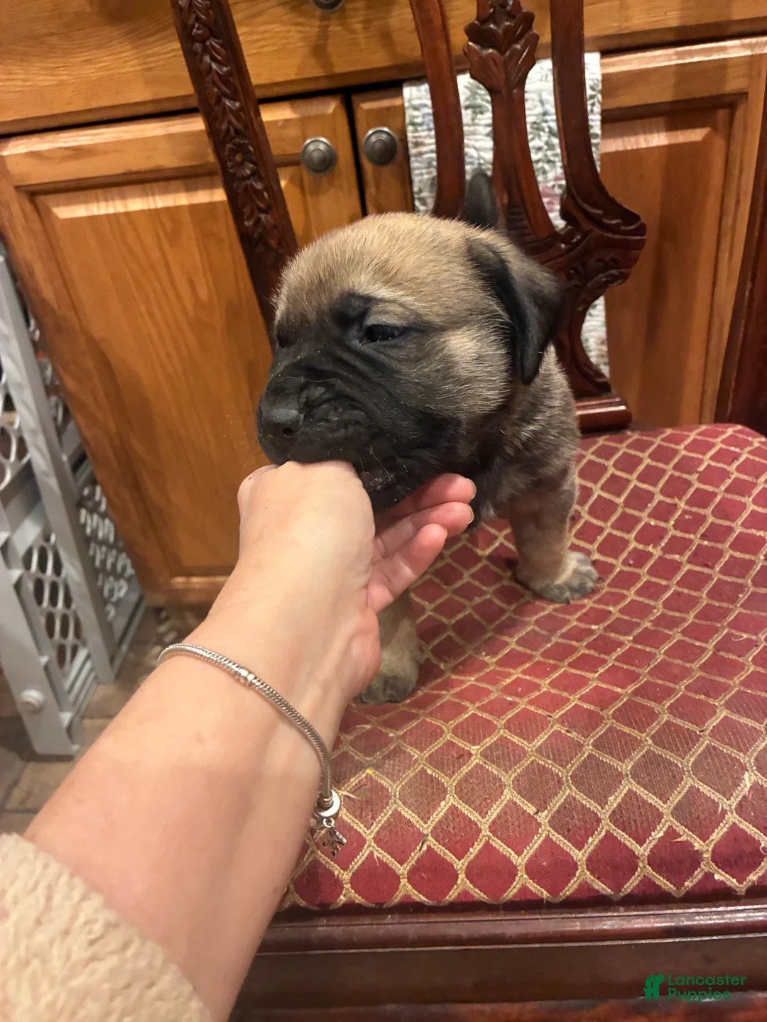 English Mastiff dogs for sale: English Mastiff Puppy 4 - Ad 7