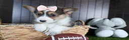 Welsh Corgi Pembroke dogs for sale: Roxanne - Ad 15