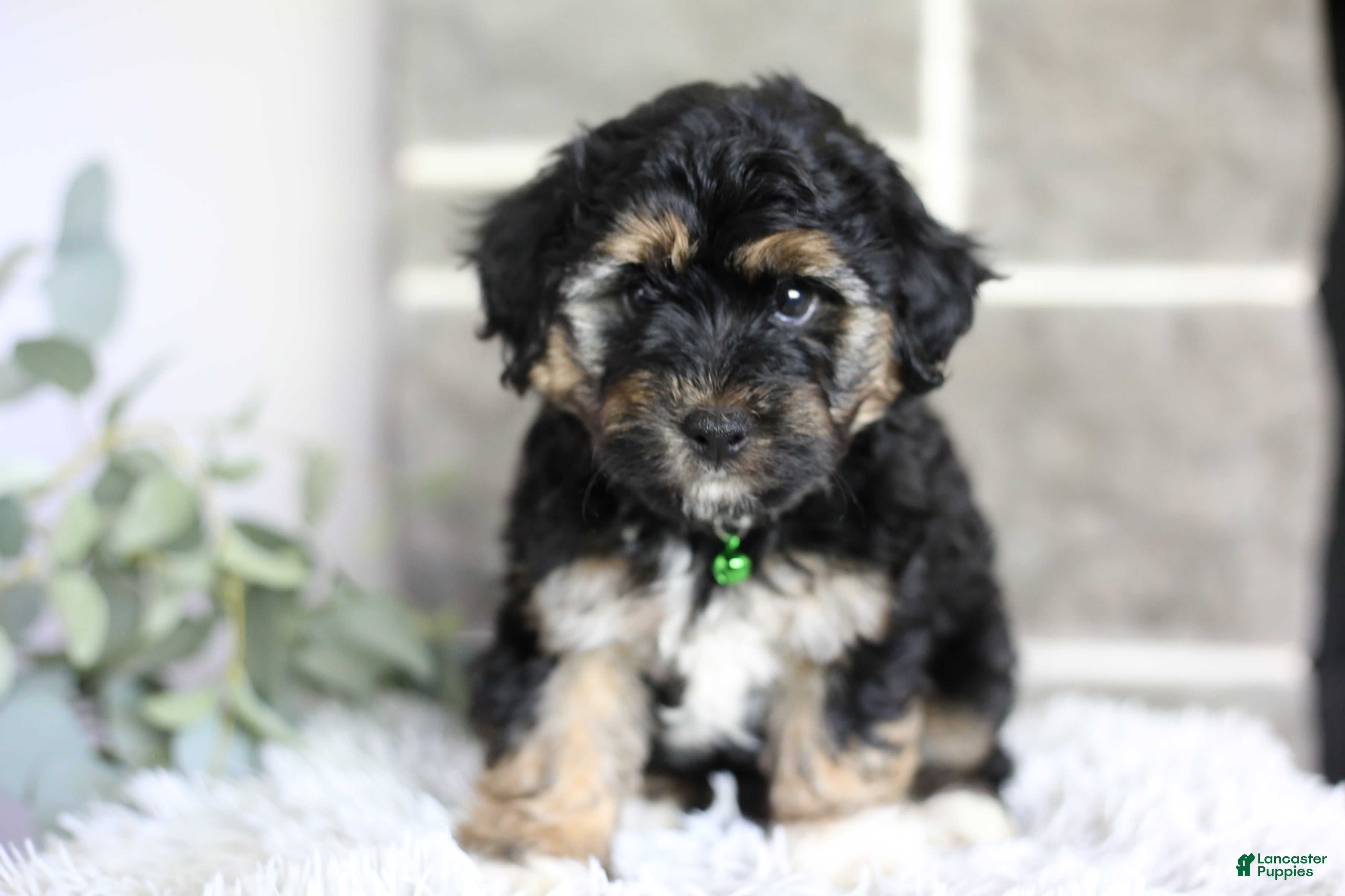 Maltipoo dogs Bear - Ad 2