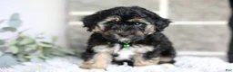 Maltipoo dogs for sale: Bear - Ad 2