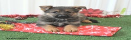 German Shepherd dogs for sale: Amber - Ad 3