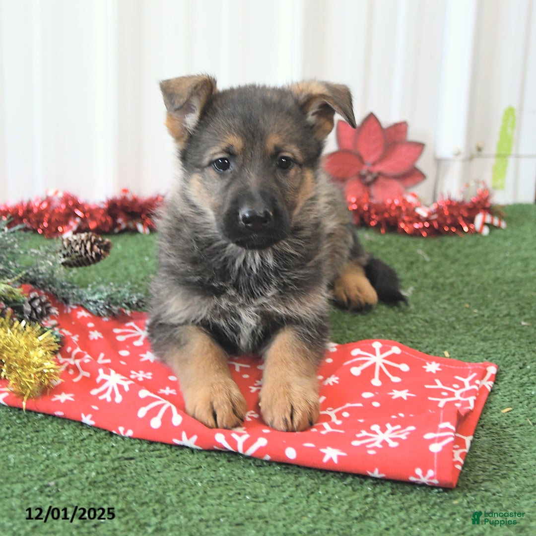 German Shepherd dogs for sale: Amber - Ad 3