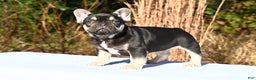 French Bulldog dogs for sale: Aladdin - Ad 4