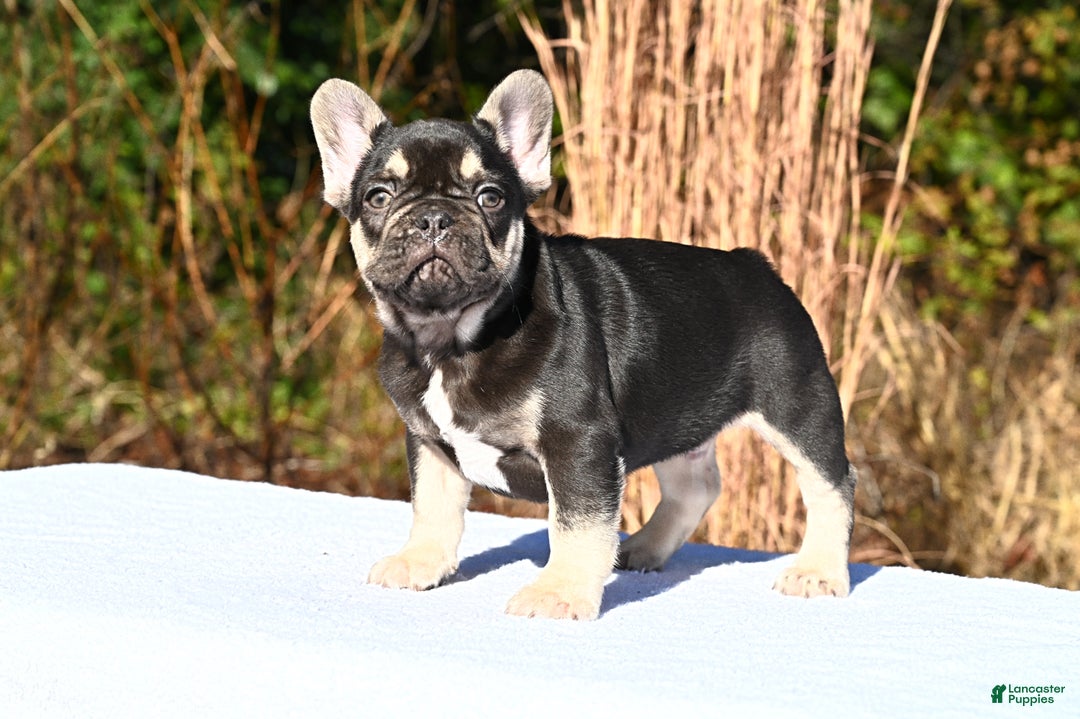 French Bulldog dogs for sale: Aladdin - Ad 4