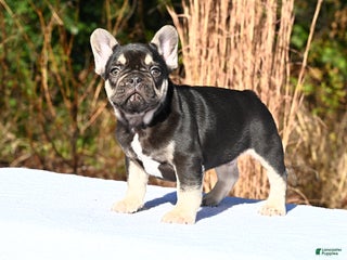French Bulldog dogs - Ad 2