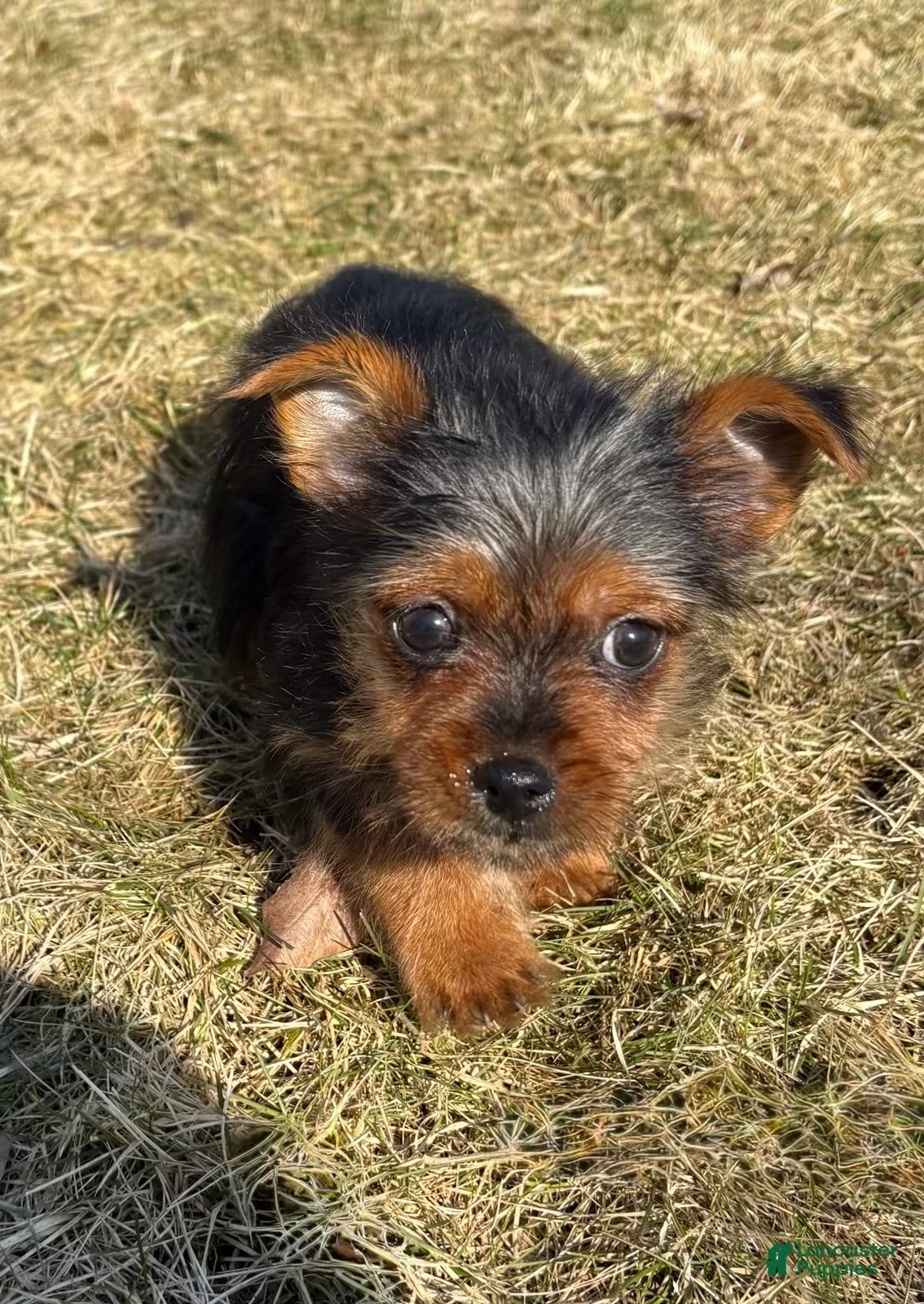 Yorkshire Terrier dogs Yorkshire Terrier Puppy 1 - Ad 2
