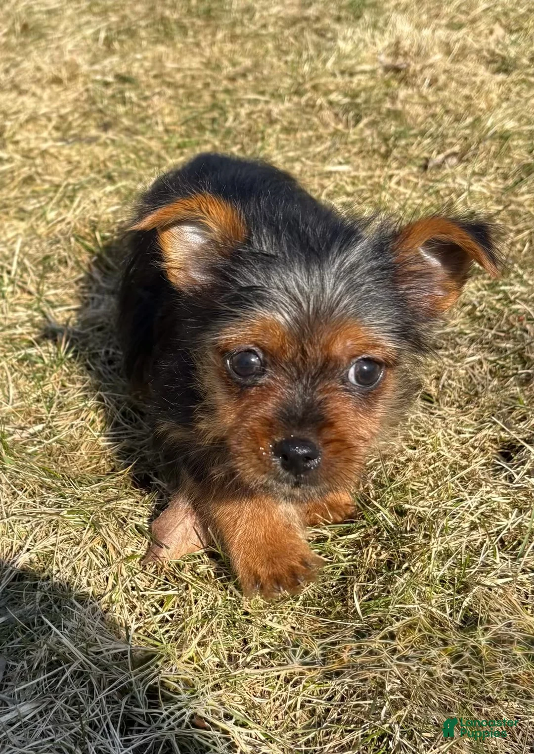 Yorkshire Terrier dogs for sale: Yorkshire Terrier Puppy 1 - Ad 2