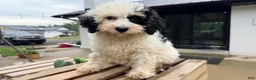 Mini Bernedoodle dogs for sale: Sapphire - Ad 3