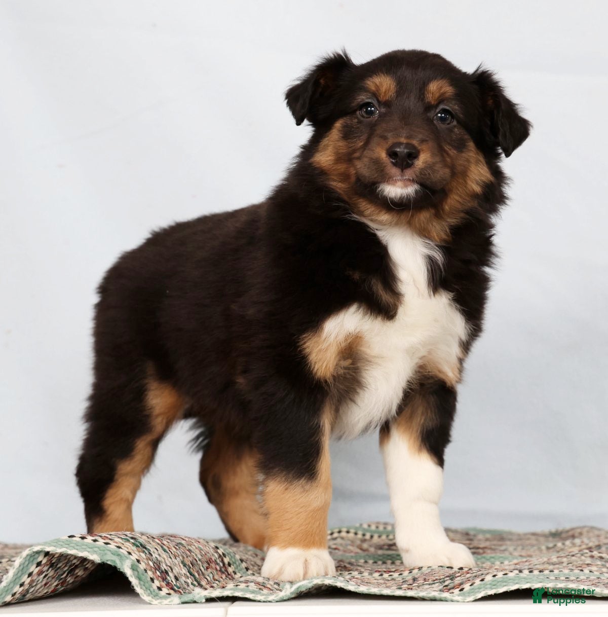Australian Shepherd dogs Julie - Ad 2