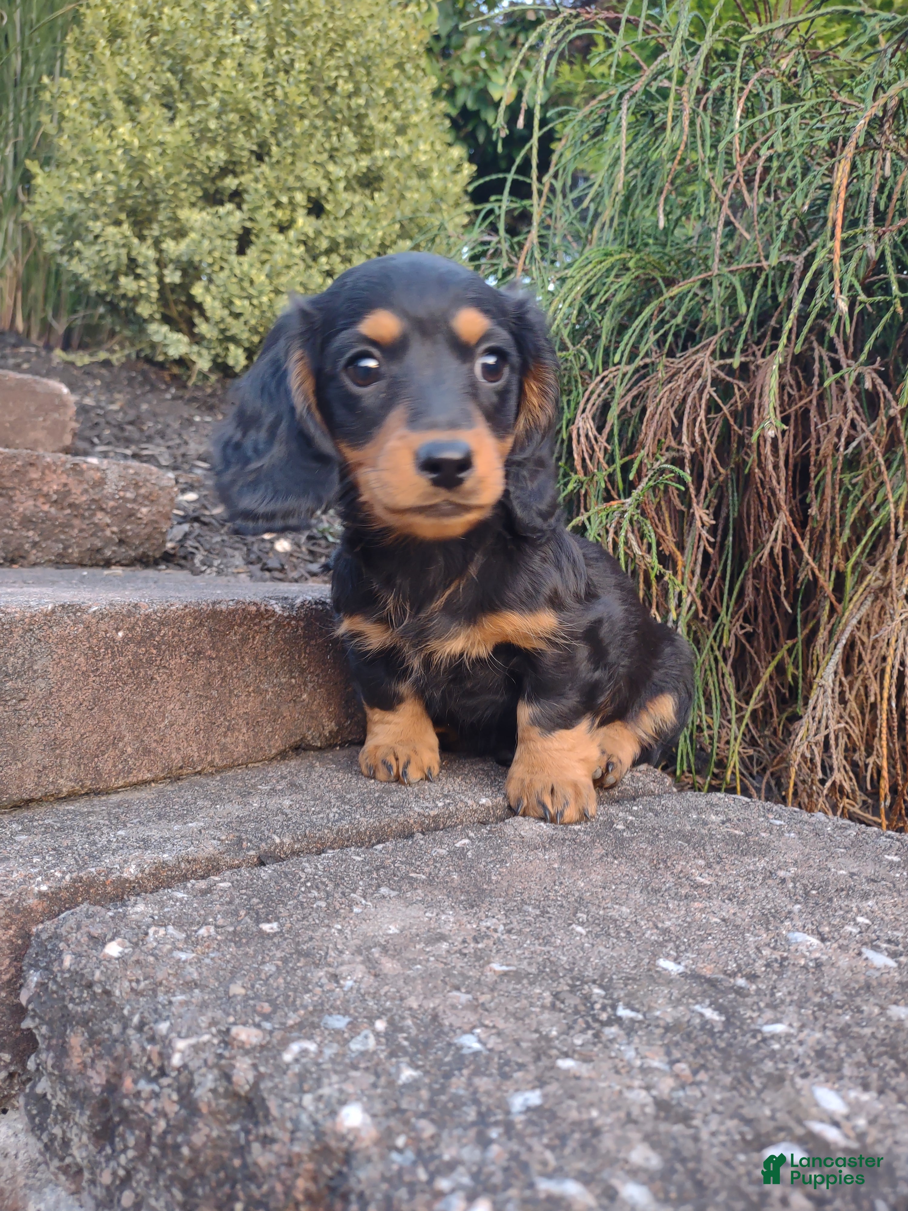 Dachshund dogs Archie - Ad 13