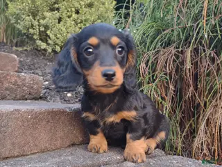 Dachshund dogs Archie - Ad 11