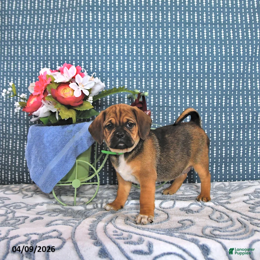 Puggle dogs for sale: Queenie - Ad 1