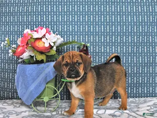 Puggle dogs for sale: Queenie - Ad 4