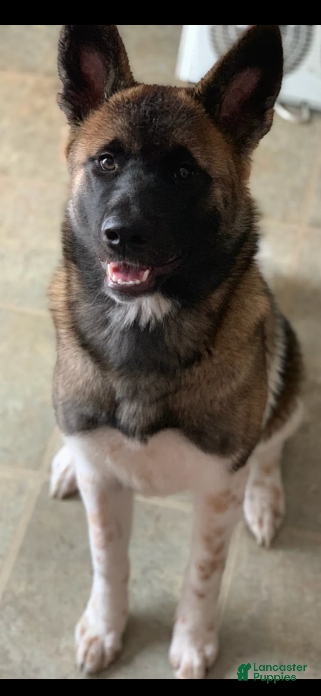 Akita dogs for sale: Muffin - Ad 2