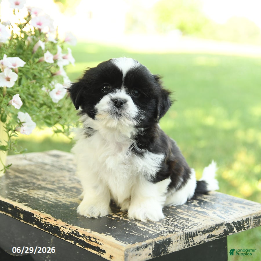 Shih Tzu dogs Skippy - Ad 1