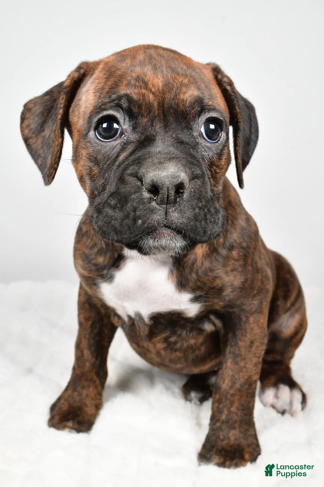 Boxer dogs for sale: Maggie - Ad 2