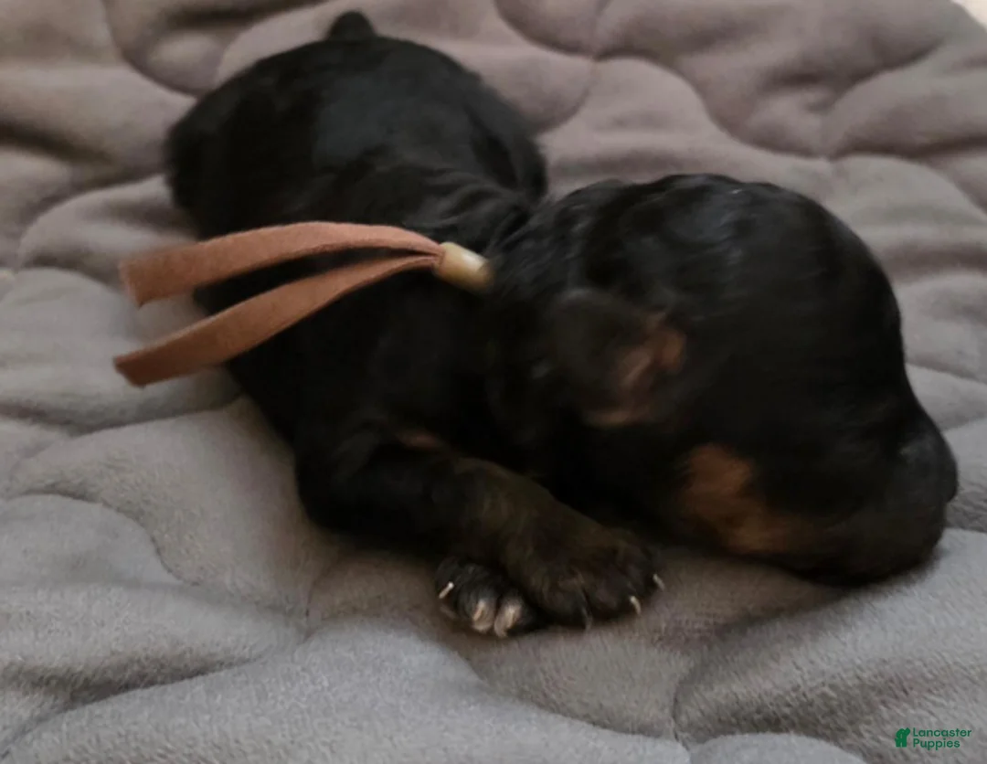 Toy Poodle dogs for sale: Eli - Ad 2