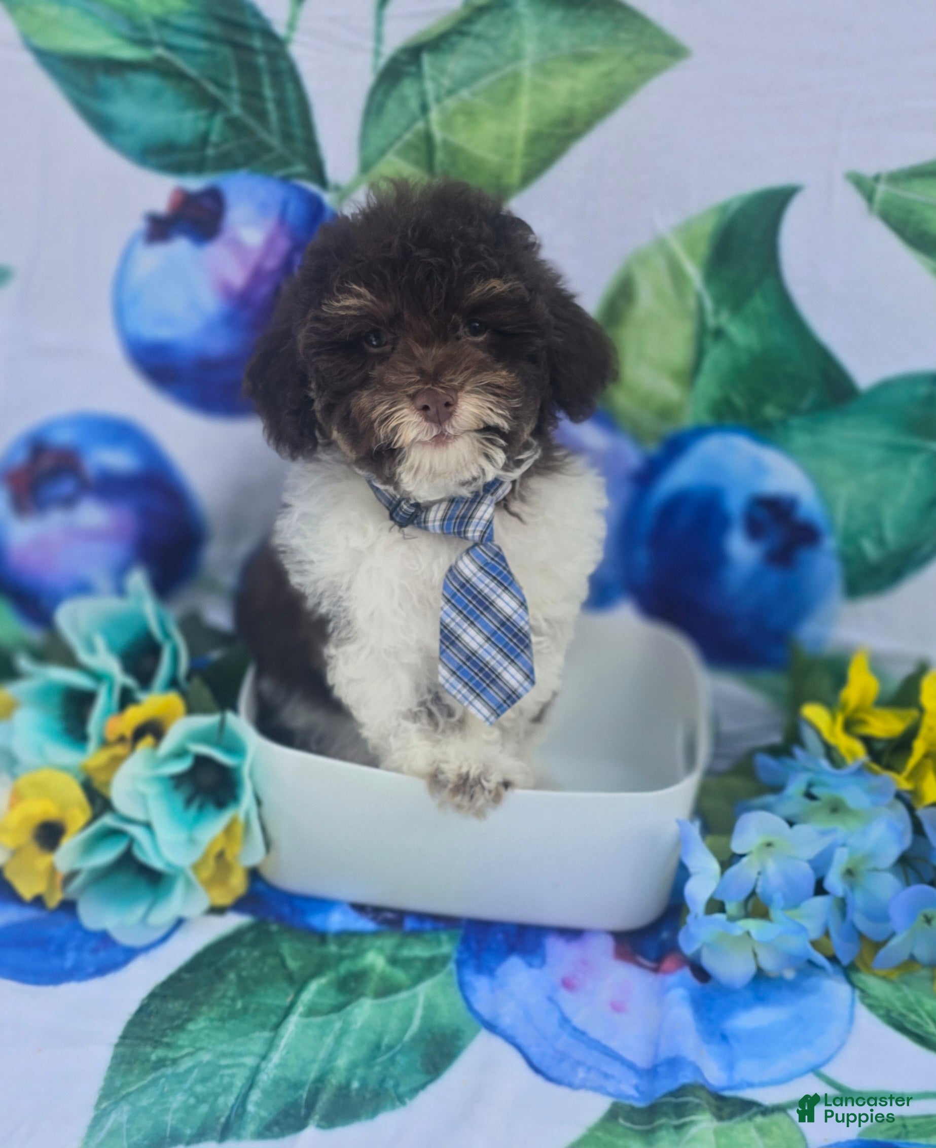 Havapoo dogs Keebler - Ad 32