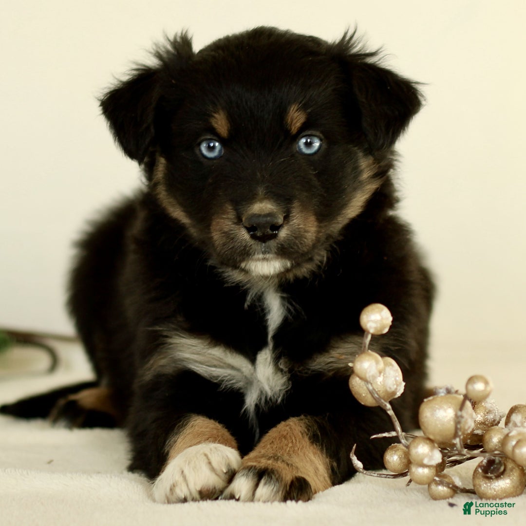 Australian Shepherd dogs for sale: Gia  - Ad 1