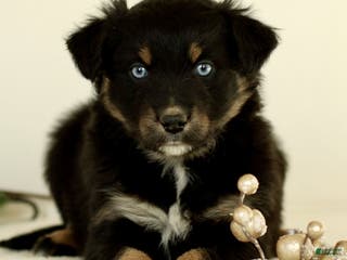 Australian Shepherd dogs Gia - Ad 4