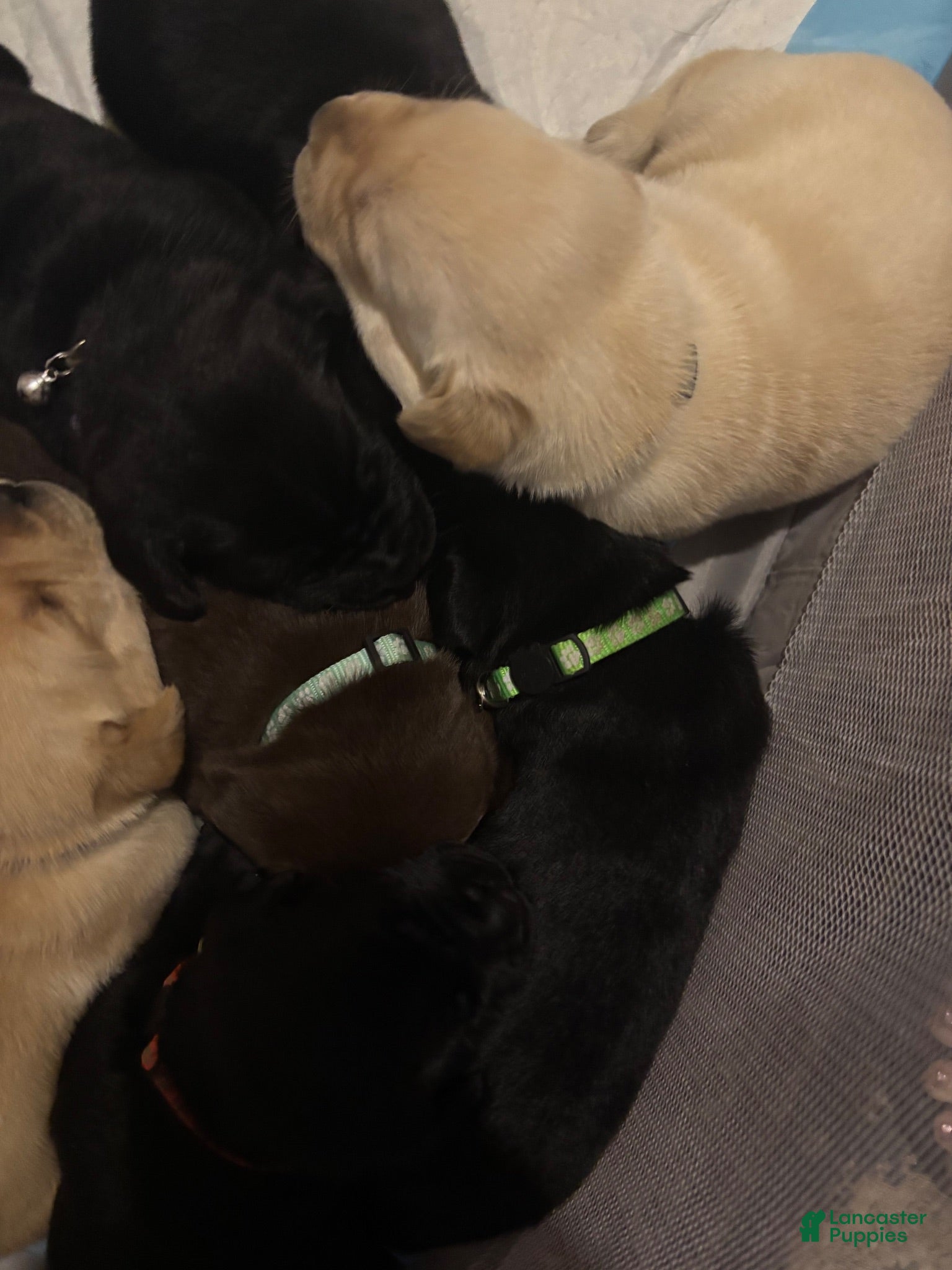 Labrador Retriever dogs Labrador Retriever big boy grey collar  - Ad 2