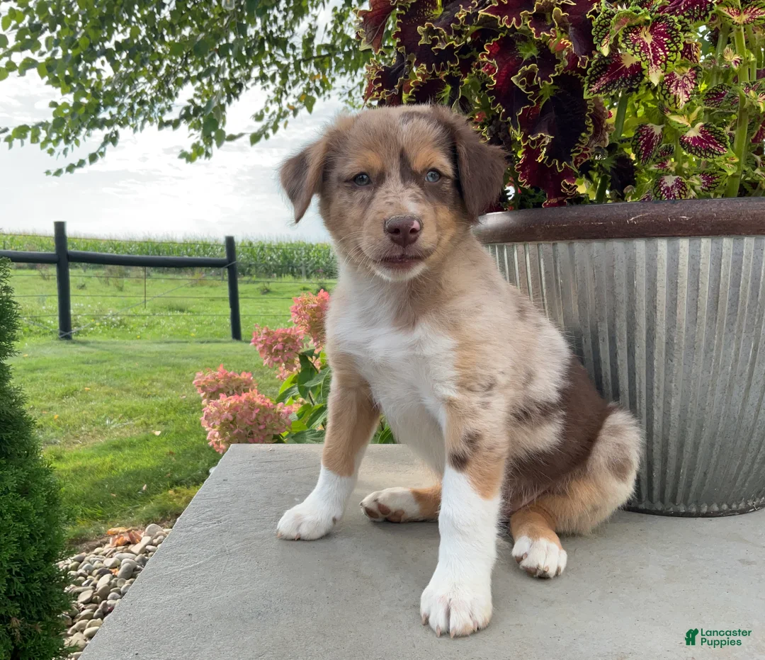 Mixed Breed dogs for sale: Mindy - Ad 2