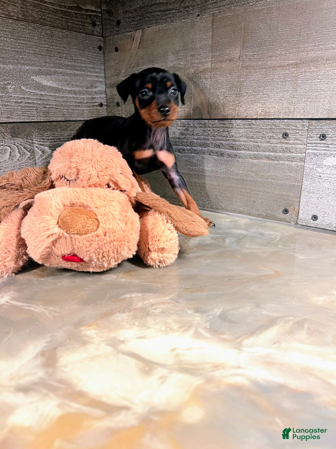 Miniature Pinscher dogs for sale: Ziggy - Ad 3