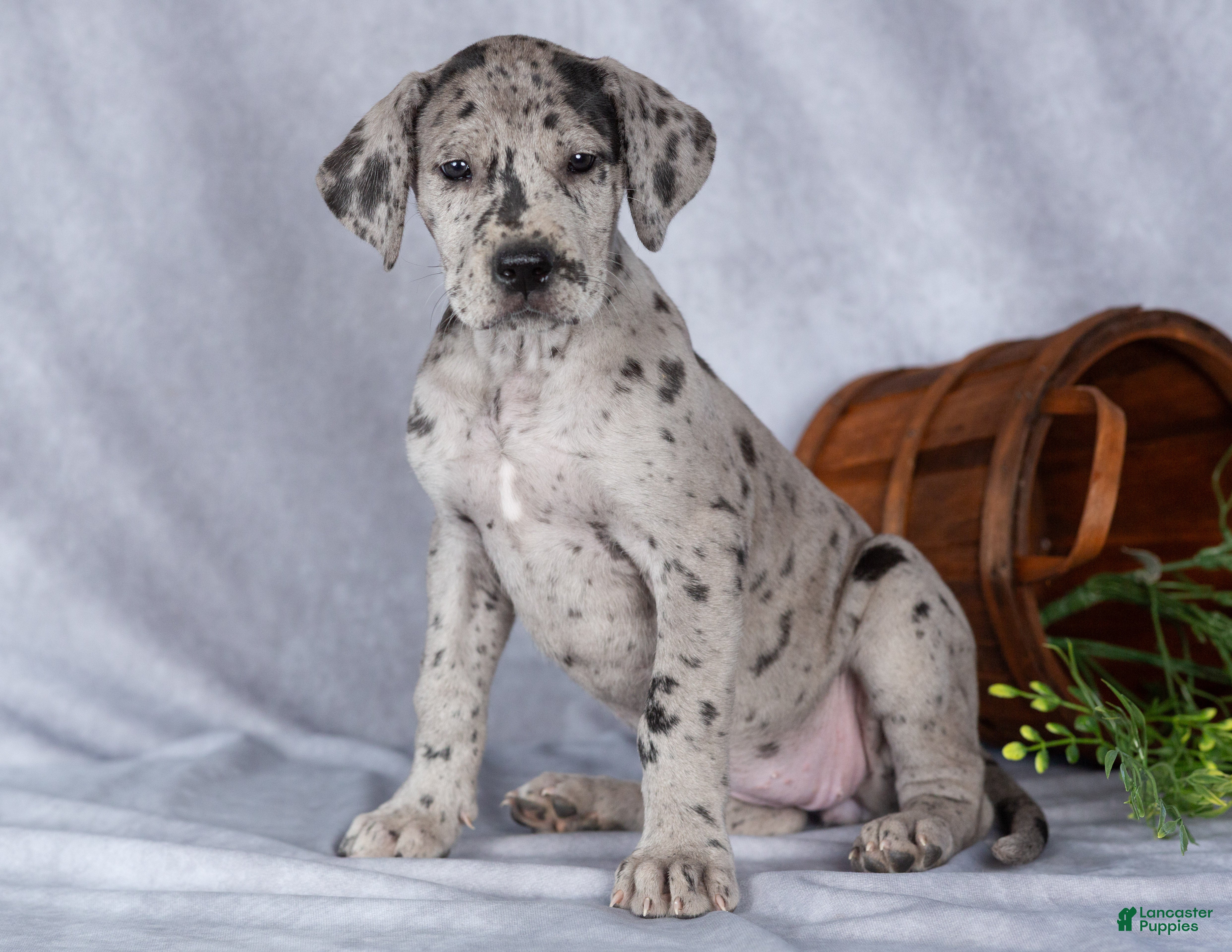 Great Dane dogs for sale: Maxine - Ad 1