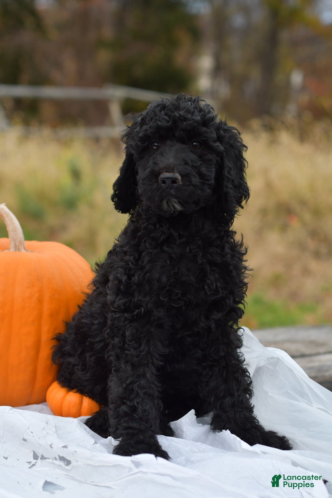 Standard Poodle dogs for sale: Clover - Ad 4