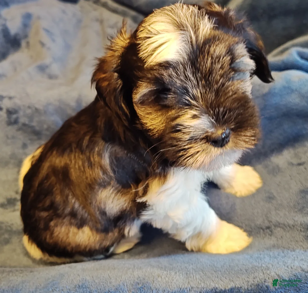 Miniature Schnauzer dogs for sale: Miniature Schnauzer Girl 1 - Ad 2