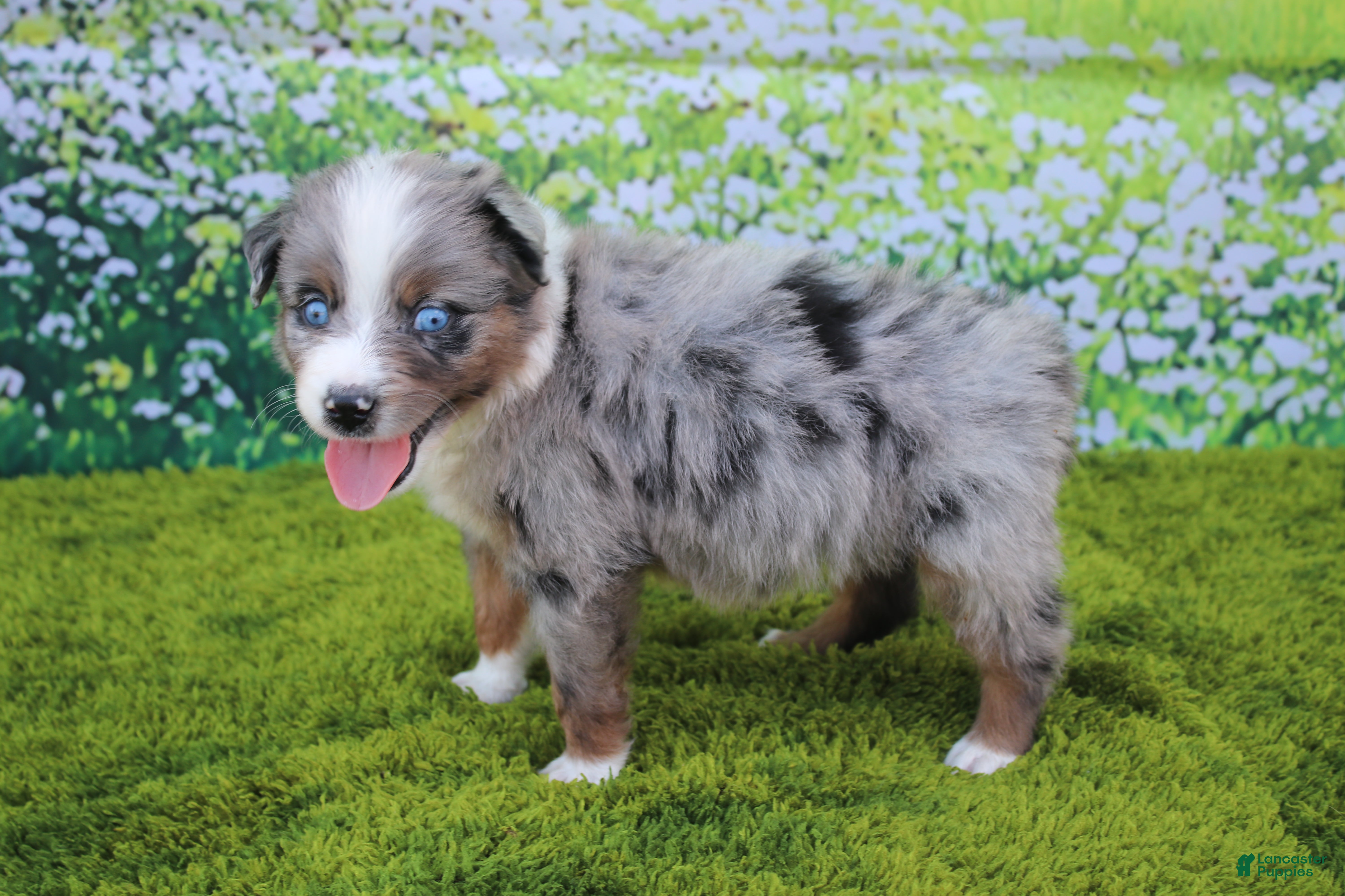 Australian Shepherd dogs Loki - Ad 27
