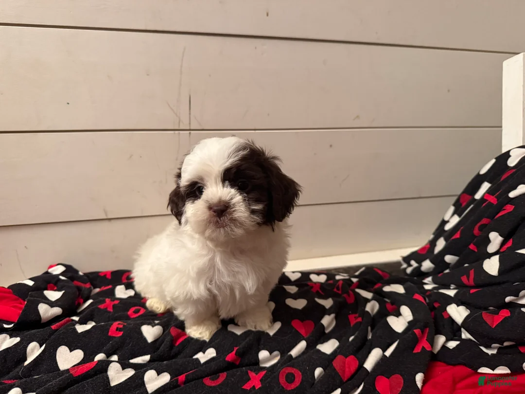 Shihpoo dogs for sale: Oliver  - Ad 24
