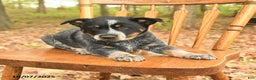 Australian Cattle Dog dogs for sale: Tag - Ad 2