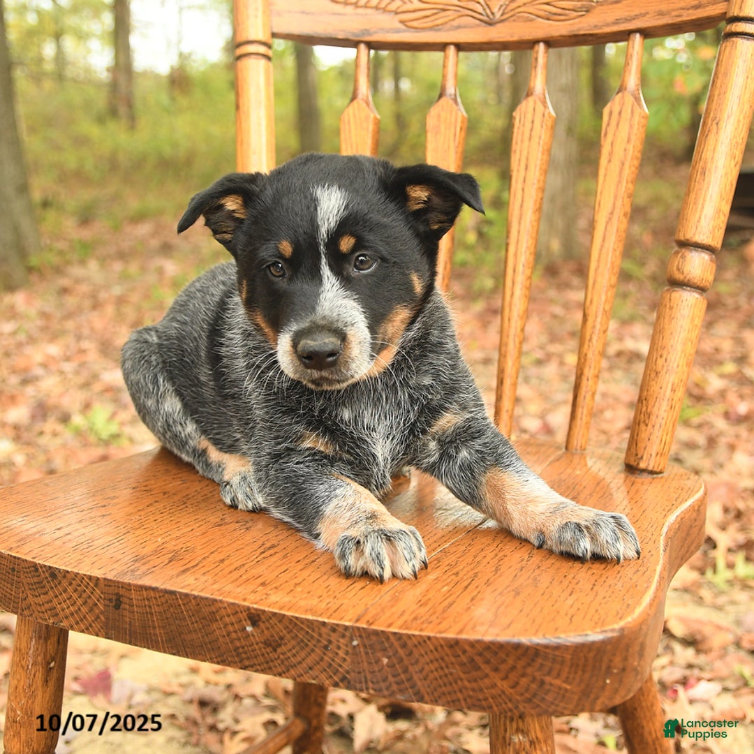 Australian Cattle Dog dogs for sale: Tag - Ad 2