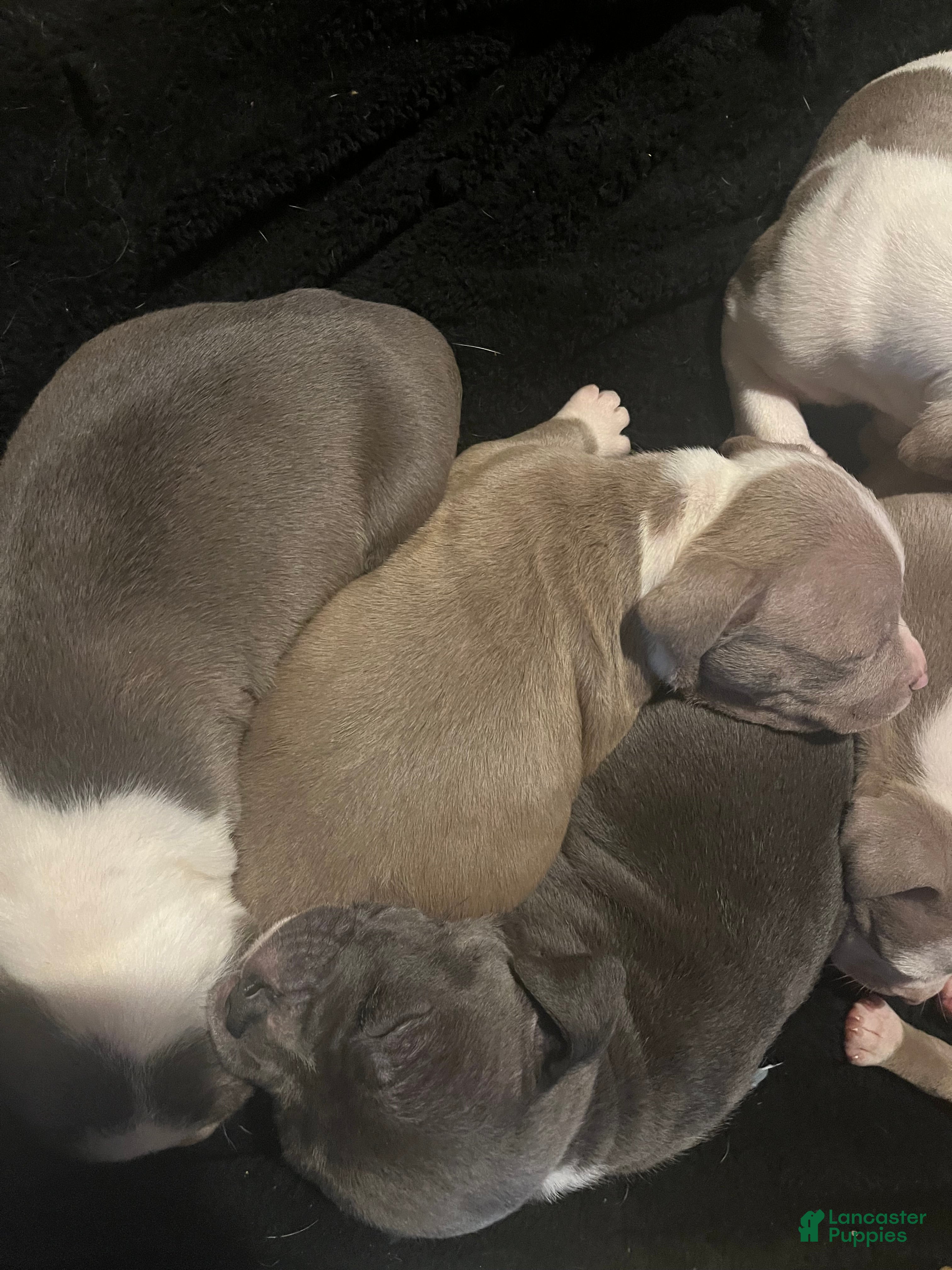 American Pit Bull Terrier dogs American Pit Bull Terrier Puppy 3 - Ad 22