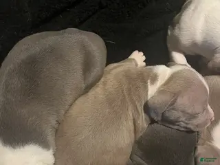 American Pit Bull Terrier dogs American Pit Bull Terrier Puppy 3 - Ad 22