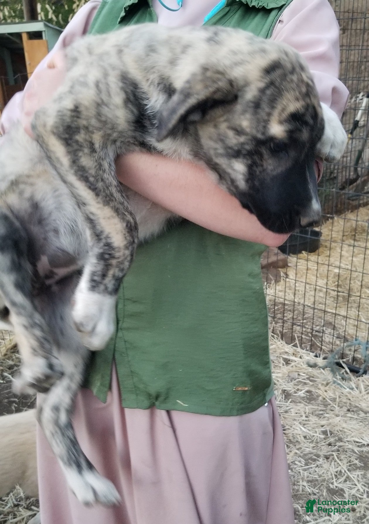 Anatolian Shepherd dogs Rosita ⤴️ - Ad 1