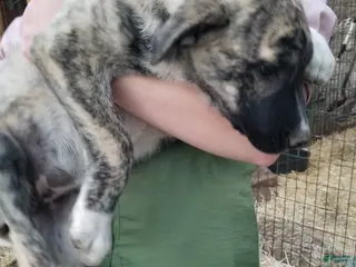 Anatolian Shepherd dogs for sale: Rosita ⤴️ - Ad 2