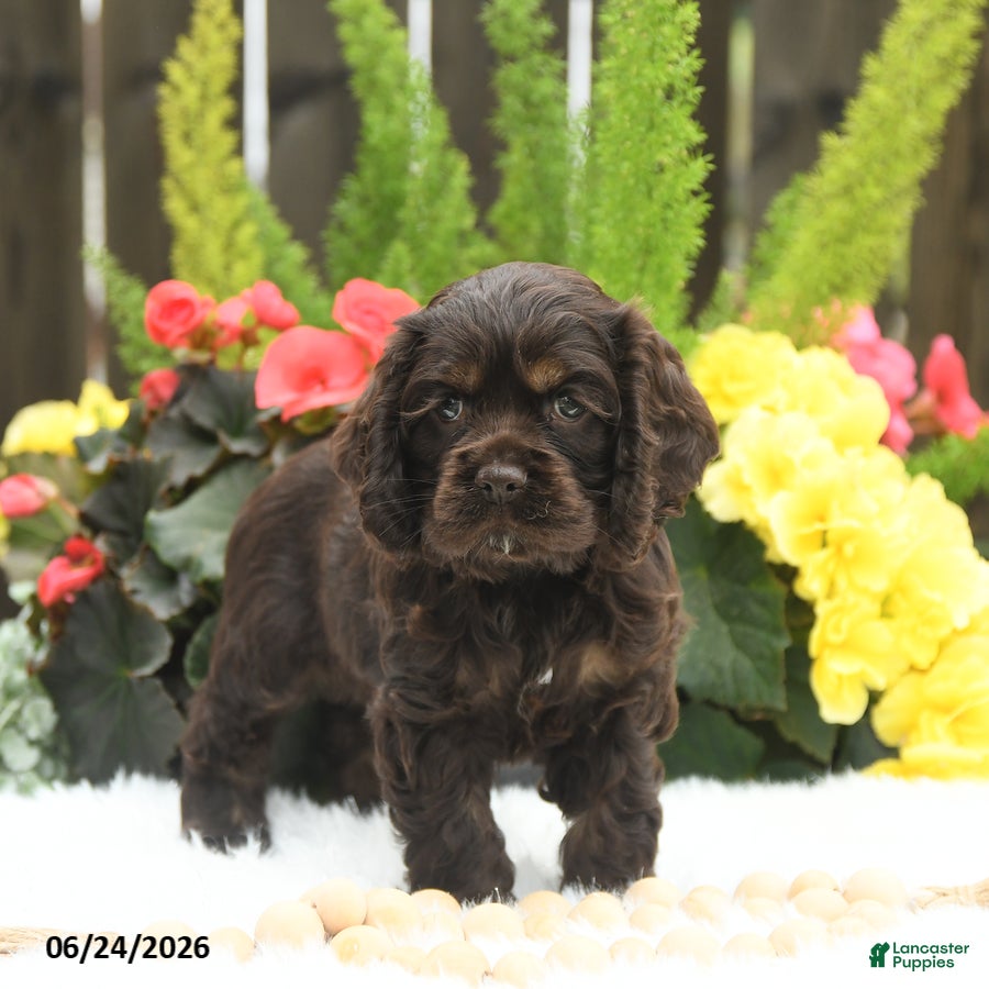English Cocker Spaniel dogs Summer - Ad 2