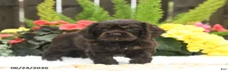 English Cocker Spaniel dogs for sale: Summer - Ad 2