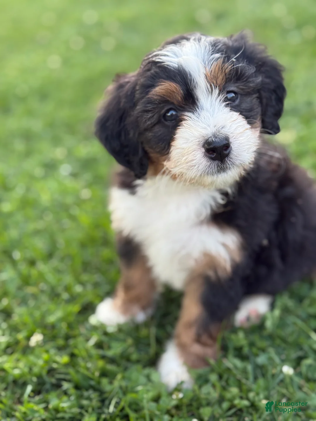 Mini Bernedoodle dogs for sale: Aspen - Ad 2