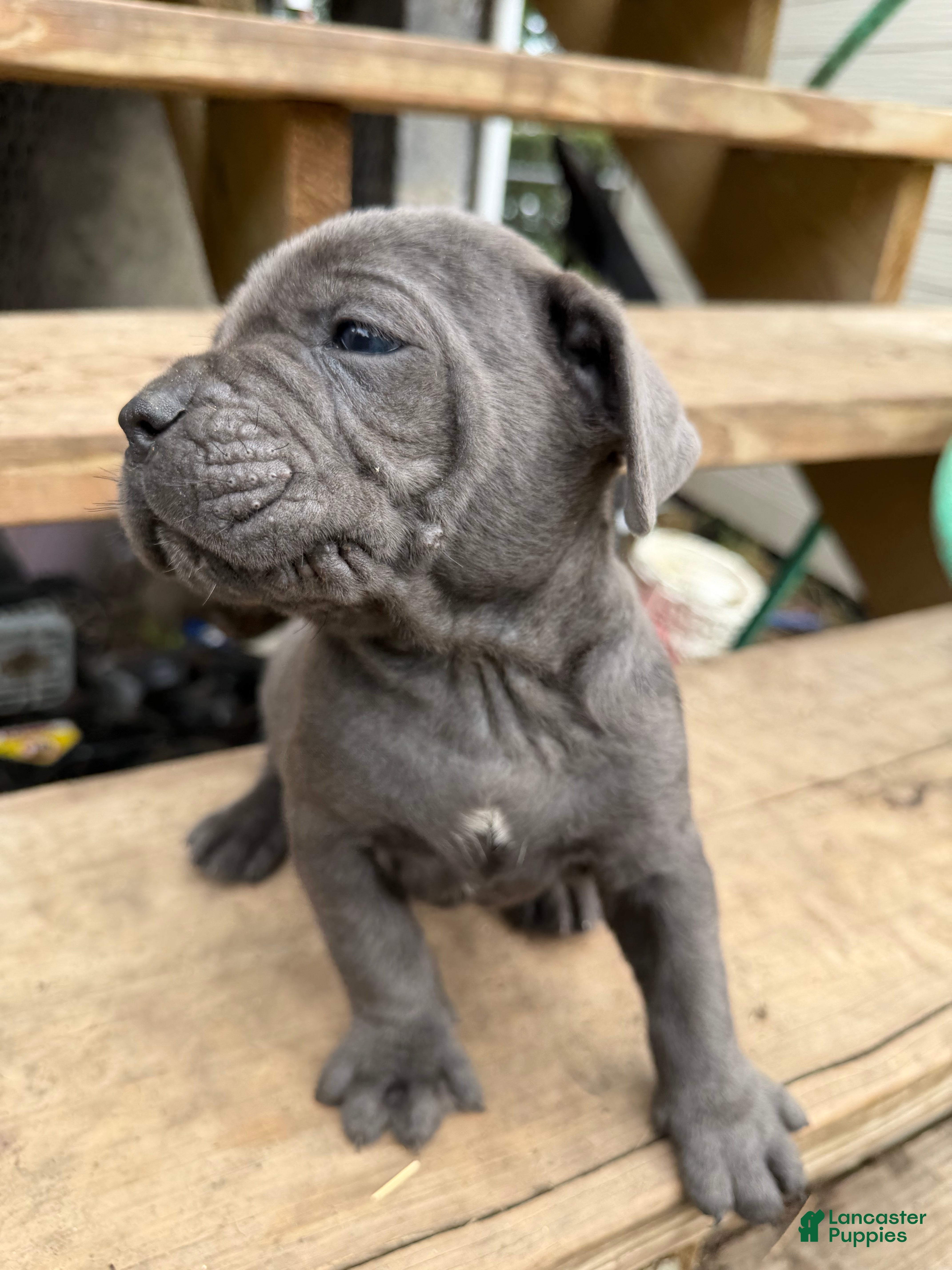 Cane Corso dogs Girl 3 - Ad 2