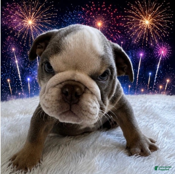 English Bulldog dogs for sale: Buster_Male - Ad 3