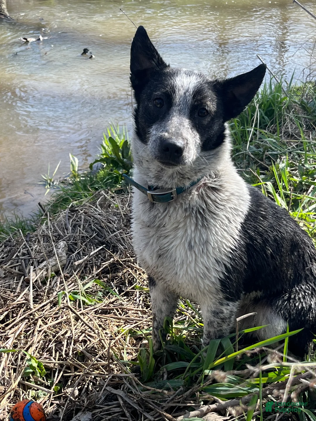 Mixed Breed dogs for sale: Aussie Doodle Male  - Ad 5